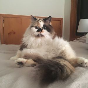 Meet your Posher, Sydney